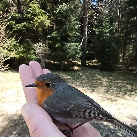 Zeleni Meda Mitrovac