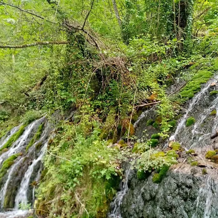 Zeleni Meda